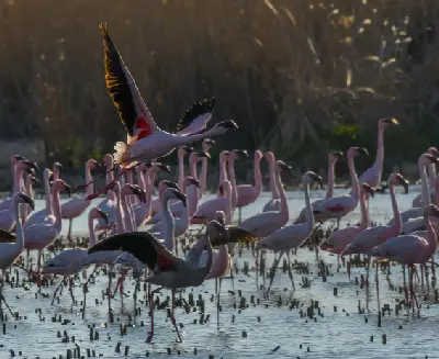Flamingos feeding and taking flight in the wetlands of Marievale Bird Sanctuary near Nigel, Gauteng.