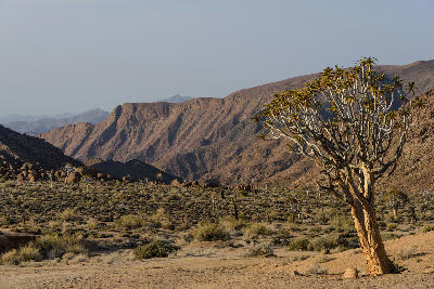 Quiver tree standing in the arid Richtersveld landscape with rugged mountain ridges in the background, Northern Cape, South Africa.