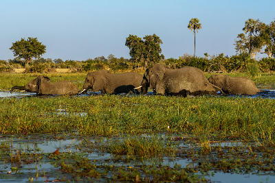 African elephants crossing shallow floodplains near Xakanaxa in the Okavango Delta, Botswana.