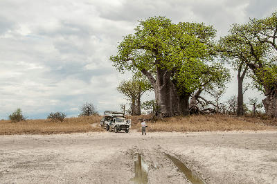 Safari vehicles beside the Baines Baobabs on the edge of Nxai Pan, Botswana.