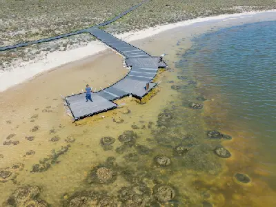 Boardwalk extending over shallow Lake Thetis with numerous rounded stromatolites visible beneath the water.