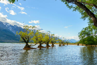 Willow trees, Glenorchy