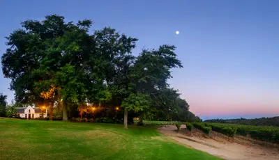 Evening view of vineyards and oak trees at Rust en Vrede Estate in Stellenbosch, Cape Winelands, South Africa.