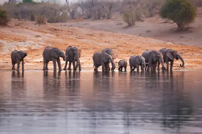 Herd of African elephants drinking from the Chobe River along the Chobe Riverfront in Botswana.