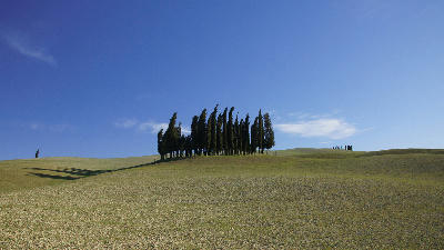 Cypress grove on rolling hills at Boschetto dei Cipressi in Val d’Orcia, Tuscany, Italy.