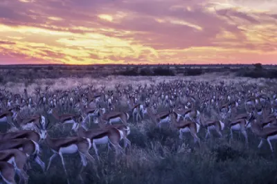 Large herd of springbok (Antidorcas marsupialis) grazing beneath a colourful sunset in the Central Kalahari Game Reserve, Botswana.
