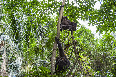 Wild chimpanzee family in the forest canopy of Gombe Stream National Park, Tanzania.