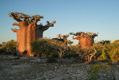 Ancient baobab trees rising above western Madagascar dry forest landscape near the Avenue of the Baobabs