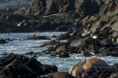 African Oystercatchers perched on rocky Atlantic shoreline with waves and granite boulders at Pearl Bay near Yzerfontein.