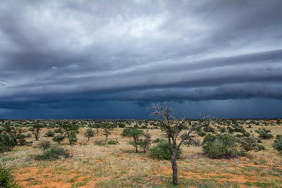 Dark storm clouds over red sand plains and camel thorn savanna in Kgalagadi Transfrontier Park.