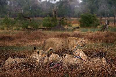 Lion pride feeding on a zebra beside the Khwai River in Botswana's Khwai wildlife area.