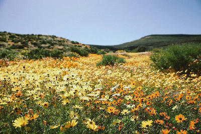 Spring wildflowers covering the valley floor in Biedouw Valley, Western Cape, South Africa.