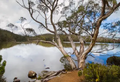 Weathered snow gum on the rocky shore of Lake Dobson with forest reflected in the calm water, Tasmania.
