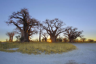 Sunrise over the Baines Baobabs beside the white salt flats of Nxai Pan, Botswana.