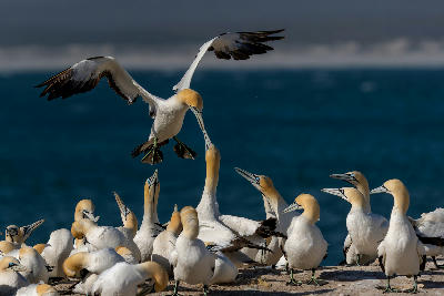 Cape gannet landing among a breeding colony on Bird Island Nature Reserve near Lambert's Bay, South Africa.
