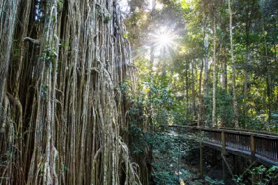 Boardwalk beside the hanging aerial roots of the Curtain Fig Tree with sunlight filtering through the rainforest near Yungaburra, Queensland.