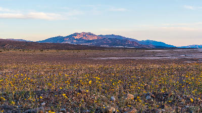 Badwater Basin wildflowers with Panamint Mountains Death Valley California