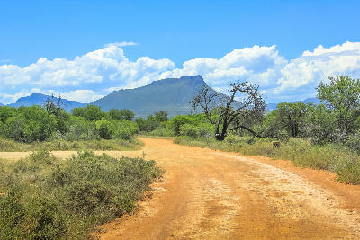 Dirt road winding through Camdeboo National Park beneath a flat-topped Karoo mountain near Graaff-Reinet, South Africa.