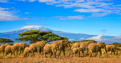 Herd of African elephants with snow-capped Mount Kilimanjaro in the background near the Tanzania–Kenya border.