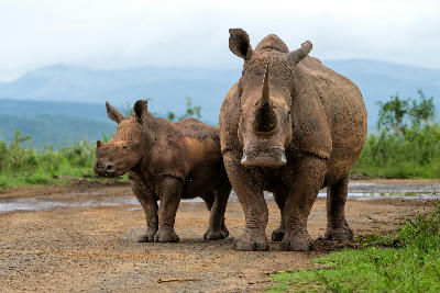 White rhino mother and calf in Hluhluwe–iMfolozi Park with rolling green hills in the background.