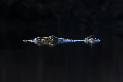 Nile crocodile floating in dark water with a damselfly perched on its back in Madikwe Game Reserve, North West Province, South Africa.