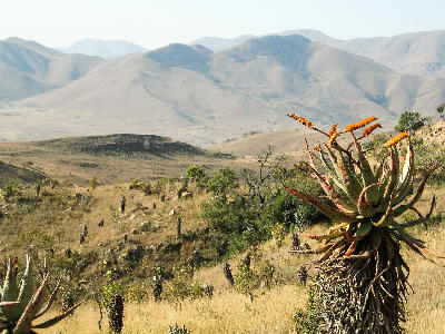 Aloe plants in the foreground with the Makhonjwa Mountains near Barberton in Mpumalanga, South Africa.