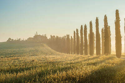 Cypress-lined road leading to Poggio Covili farmhouse at sunrise in the rolling Tuscan countryside.