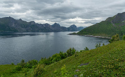 View from Knuten above Mefjordvær showing fjord, green slope with wildflowers, and surrounding mountains on Senja island, Norway