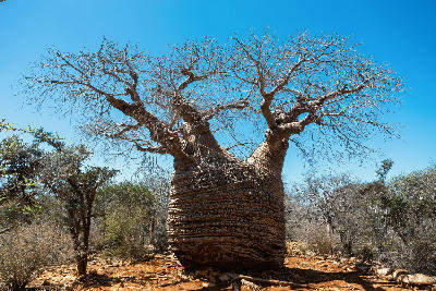 Ancient Grandmother Fony baobab tree in the dry forest wilderness of Tsimanampetsotsa National Park in southwest Madagascar