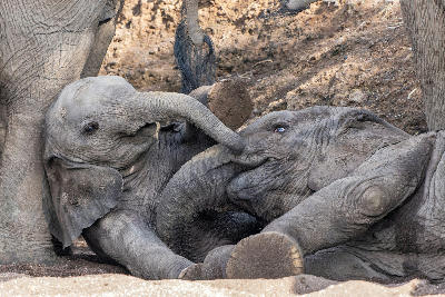 Young African elephant calves playing together in a sandy riverbed in Mashatu Game Reserve, Tuli Block, Botswana.