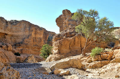 Rock formations, dry riverbed, and desert trees inside Sesriem Canyon in Namibia.