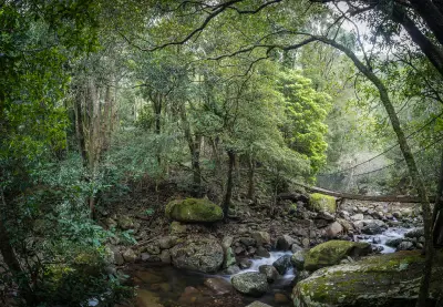 Suspension footbridge crossing a boulder-filled rainforest creek beneath the dense subtropical canopy of Minnamurra Rainforest.