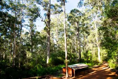 Tall karri trees surrounding a forest track and shelter in Warren National Park near Pemberton, Western Australia.