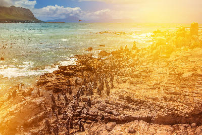 African penguin colony on the rocky coastline at Stony Point Nature Reserve in Betty’s Bay, South Africa at sunset