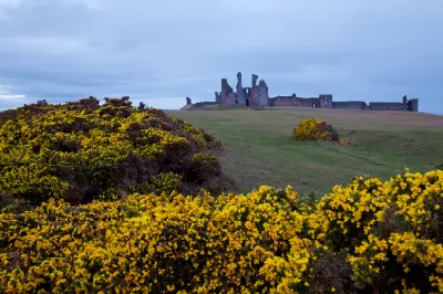 Dunstanburgh Castle ruins on a grassy hill in Northumberland, England, with flowering yellow gorse bushes in the foreground beneath an overcast sky.