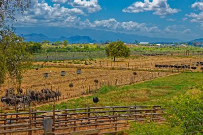 Ostrich farm landscapes near Oudtshoorn in the Klein Karoo with fenced paddocks, dry agricultural terrain and the Swartberg mountains in the distance.