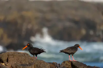 African Oystercatchers standing on rocky Atlantic shoreline with blurred surf and granite cliffs at Pearl Bay near Yzerfontein.