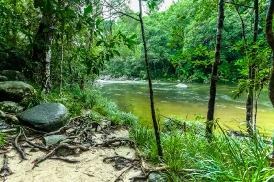 Clear green river water flows past a sandy bank tangled with exposed tree roots, large mossy boulders, and dense tropical rainforest foliage.