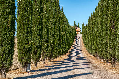 Cypress-lined driveway leading to Poggio Covili farmhouse in the Tuscan countryside.
