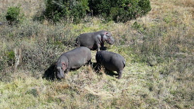 Three hippopotamuses grazing in grassland beside wetland vegetation in Pilanesberg National Park, North West Province, South Africa.