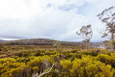 Dense native forest and undergrowth with a mountain slope visible through the trees near Lake Dobson, Tasmania.