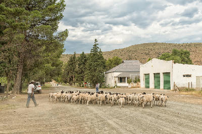 Dorper sheep being herded through a street in Nieu-Bethesda, Eastern Cape, South Africa.