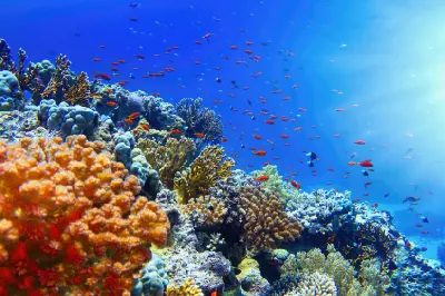 Colourful coral reef with small tropical fish swimming through sunlit blue water on the Great Barrier Reef.