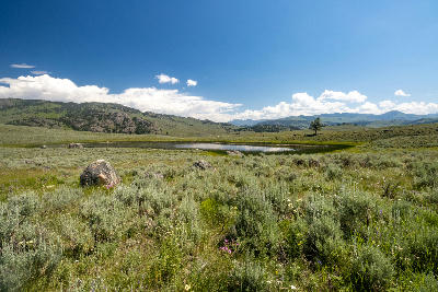Small pond surrounded by sagebrush and rolling hills under blue sky, Blacktail Plateau, Yellowstone National Park, Wyoming, USA.