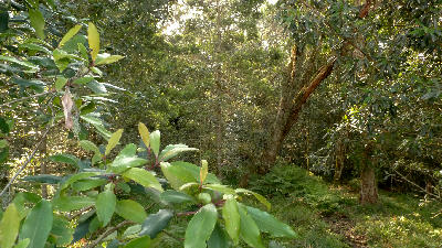 Dense indigenous forest with ferns, moss-covered trees and filtered sunlight in the Knysna Forests, Garden Route, South Africa.