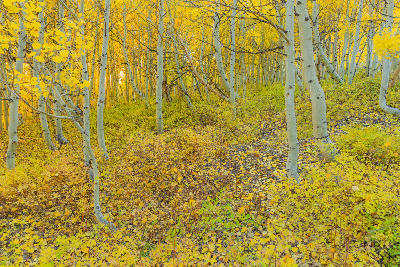 Golden aspen forest in fall with white trunks and leaf-covered ground in Bishop Creek Canyon California