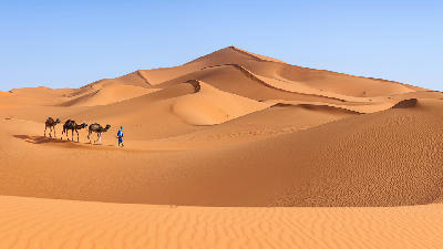 Camel caravan walking across the sand dunes of Erg Chebbi in the Sahara Desert near Merzouga, Morocco.