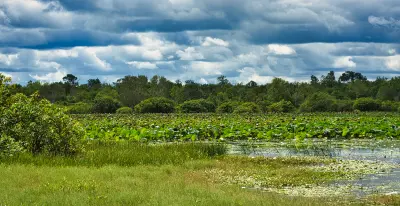 Wide view of lily-covered wetlands, grassy banks and tropical woodland beneath dark storm clouds at Mamukala Wetlands, Kakadu National Park.