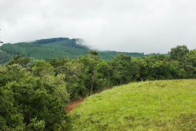 Mist-covered Wolkberg slopes rising above indigenous forest and montane grassland in Magoebaskloof, Limpopo, South Africa.
