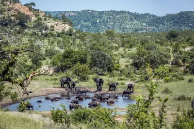 African elephants and buffalo at a waterhole in Southern Kruger National Park, South Africa.